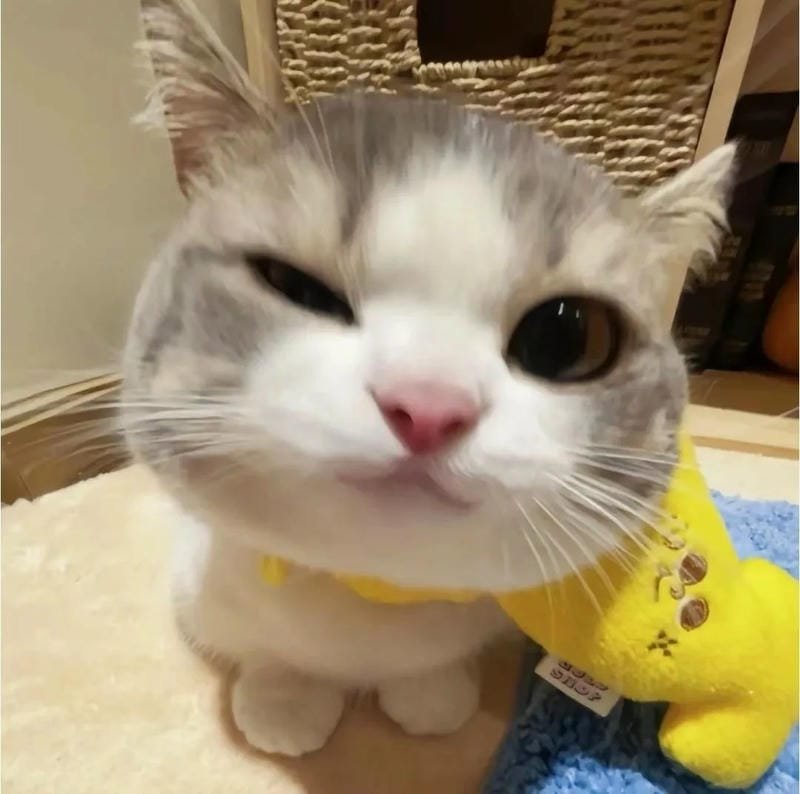 hình ảnh con mèo cute (43)