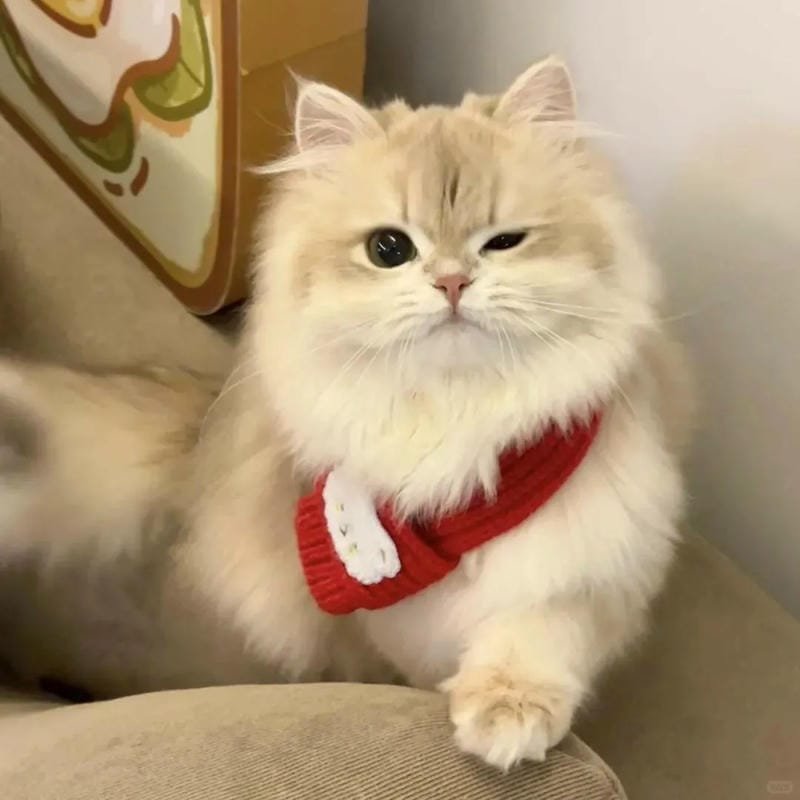 hình ảnh con mèo cute (45)