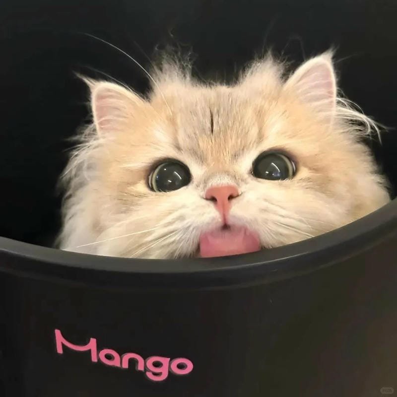 hình ảnh con mèo cute (46)