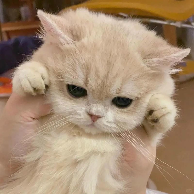 hình ảnh con mèo cute (47)