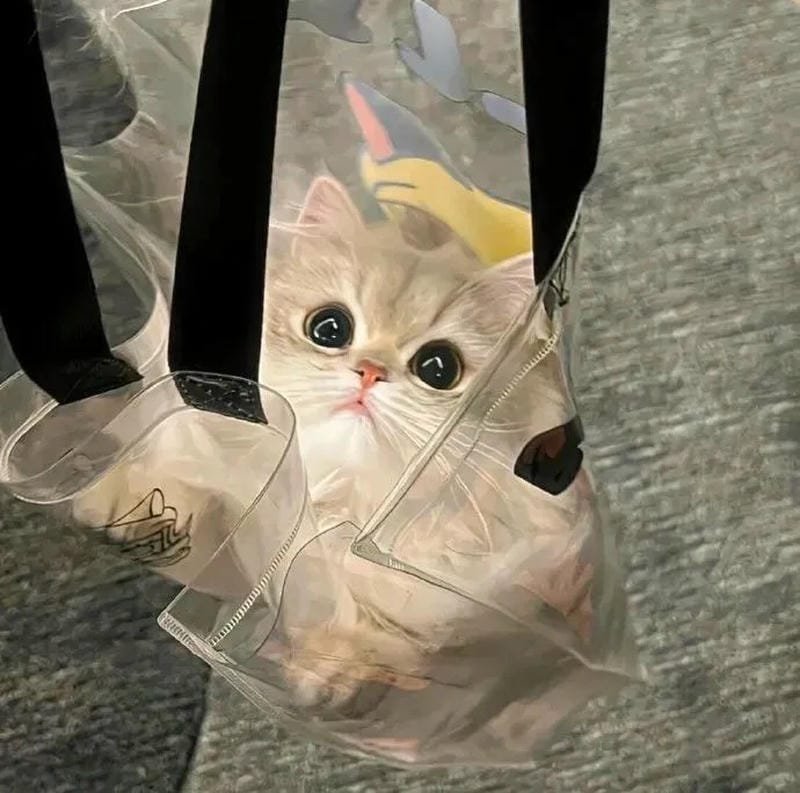 hình ảnh con mèo cute (48)