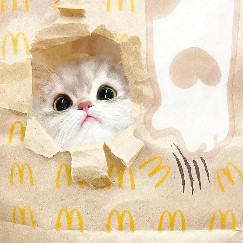 hình ảnh con mèo cute (49)