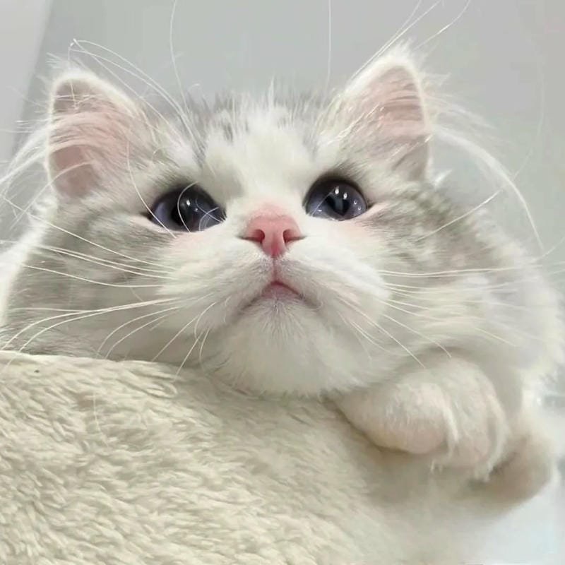 hình ảnh con mèo cute (5)