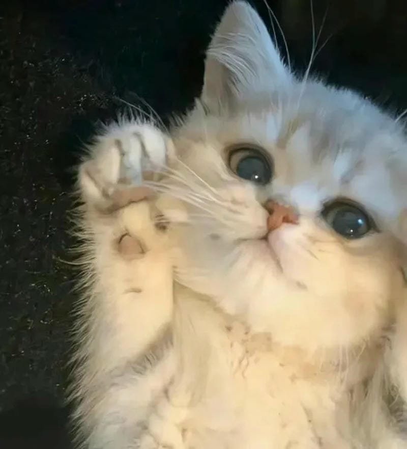 hình ảnh con mèo cute (50)