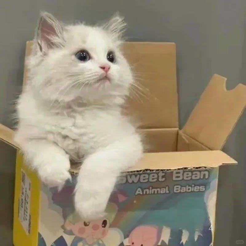 hình ảnh con mèo cute (6)