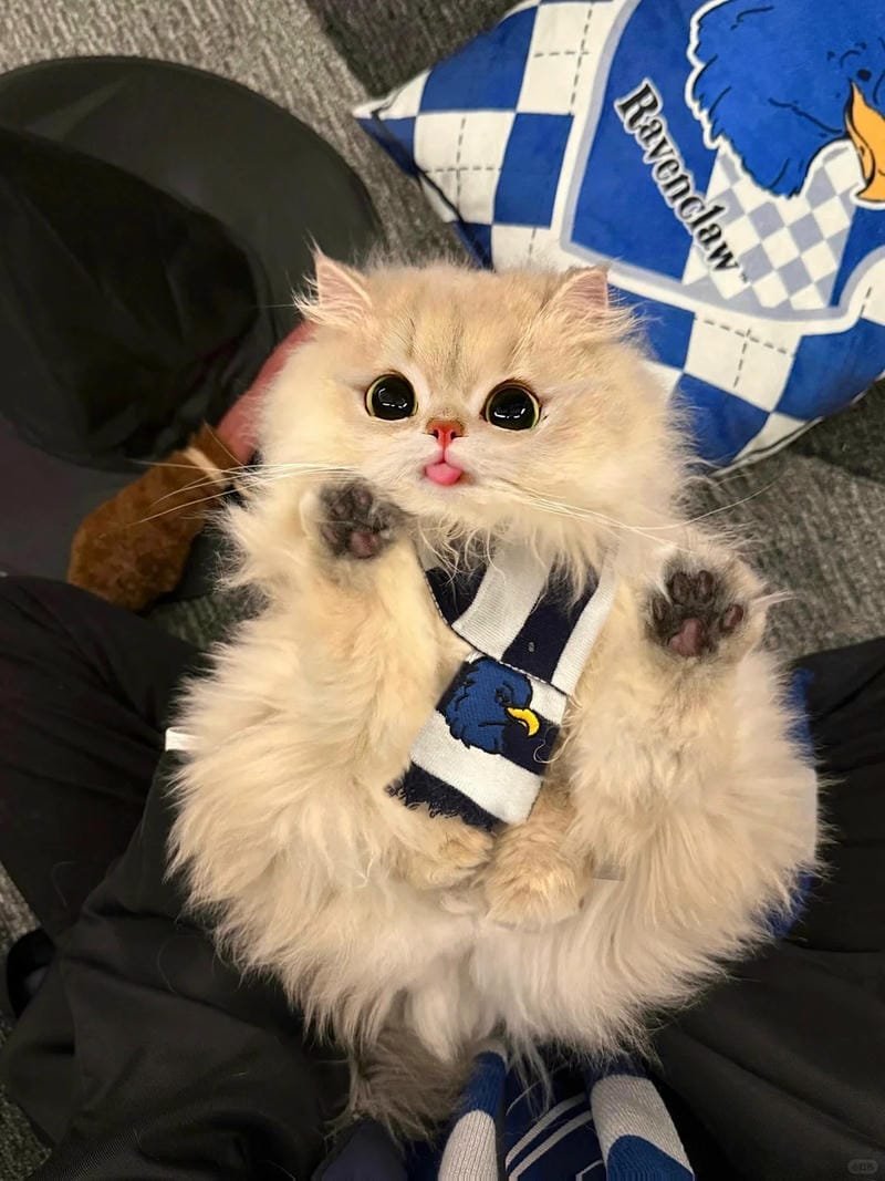 hình ảnh con mèo cute (7)