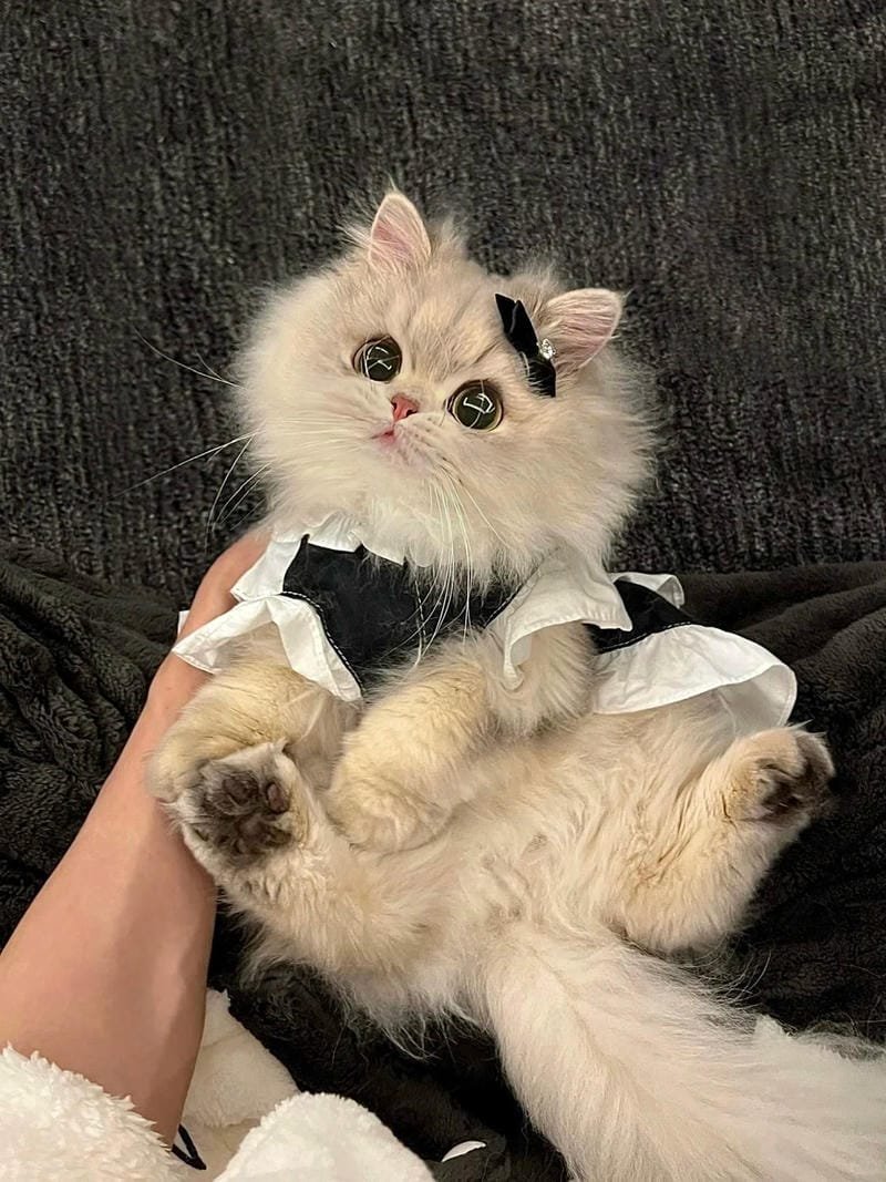 hình ảnh con mèo cute (8)